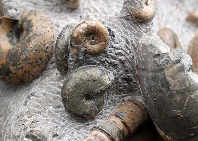 大小20体以上!4キロオーバー、北海道アンモナイト(Ammonite)の見本市のようなタワー型標本!ポリプチコセラスも同居(その3)