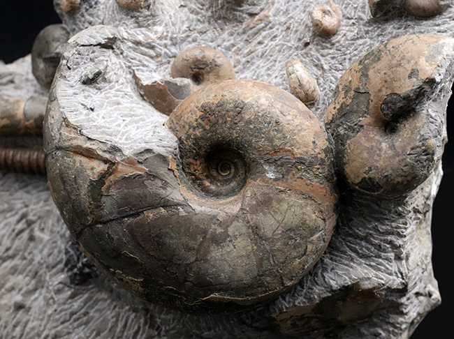 大小20体以上!4キロオーバー、北海道アンモナイト(Ammonite)の見本市のようなタワー型標本!ポリプチコセラスも同居(その4)