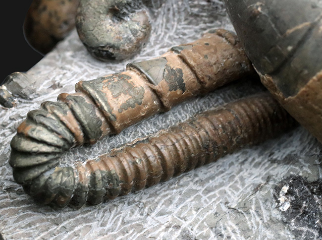 大小20体以上!4キロオーバー、北海道アンモナイト(Ammonite)の見本市のようなタワー型標本!ポリプチコセラスも同居(その5)