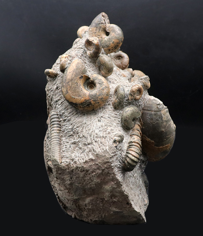 大小20体以上!4キロオーバー、北海道アンモナイト(Ammonite)の見本市のようなタワー型標本!ポリプチコセラスも同居(その6)