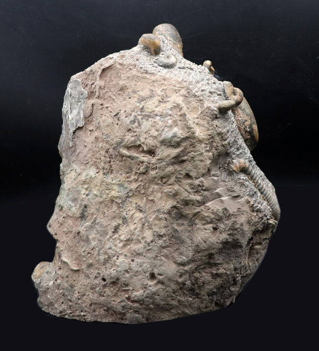 大小20体以上!4キロオーバー、北海道アンモナイト(Ammonite)の見本市のようなタワー型標本!ポリプチコセラスも同居(その7)