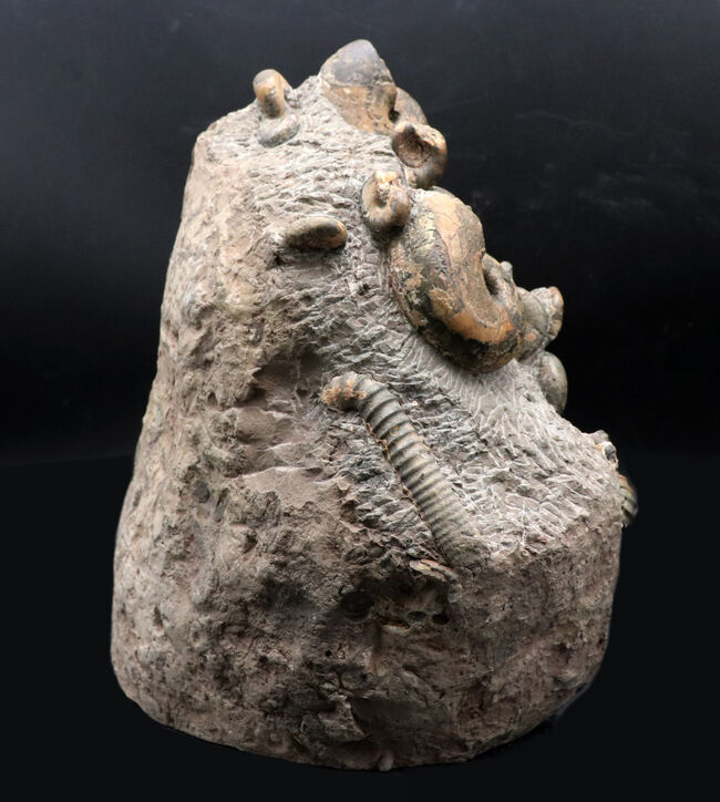 大小20体以上!4キロオーバー、北海道アンモナイト(Ammonite)の見本市のようなタワー型標本!ポリプチコセラスも同居(その8)
