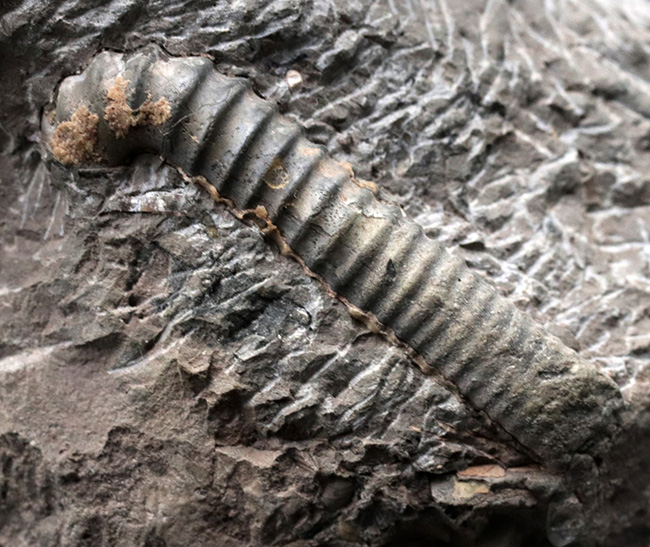 大小20体以上!4キロオーバー、北海道アンモナイト(Ammonite)の見本市のようなタワー型標本!ポリプチコセラスも同居(その9)