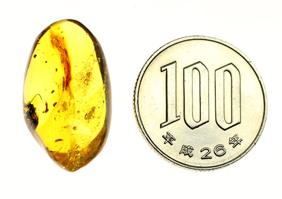 デカい!肉眼でもしっかり見える!羽虫が居座るドミニカ産琥珀(Amber)(その10)