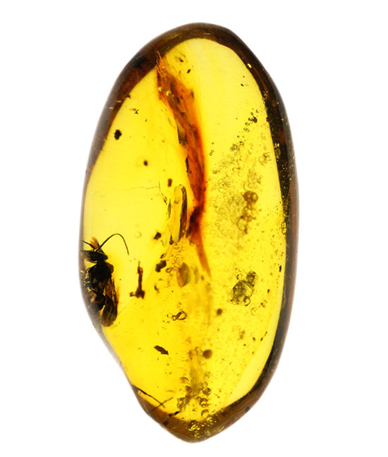 デカい!肉眼でもしっかり見える!羽虫が居座るドミニカ産琥珀(Amber)(その2)