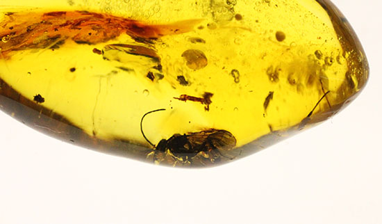 デカい!肉眼でもしっかり見える!羽虫が居座るドミニカ産琥珀(Amber)(その3)