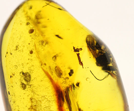 デカい!肉眼でもしっかり見える!羽虫が居座るドミニカ産琥珀(Amber)(その4)