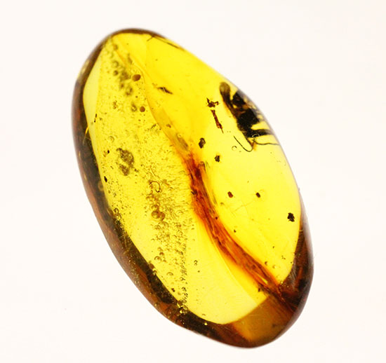 デカい!肉眼でもしっかり見える!羽虫が居座るドミニカ産琥珀(Amber)(その5)