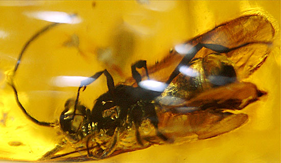 デカい!肉眼でもしっかり見える!羽虫が居座るドミニカ産琥珀(Amber)(その6)