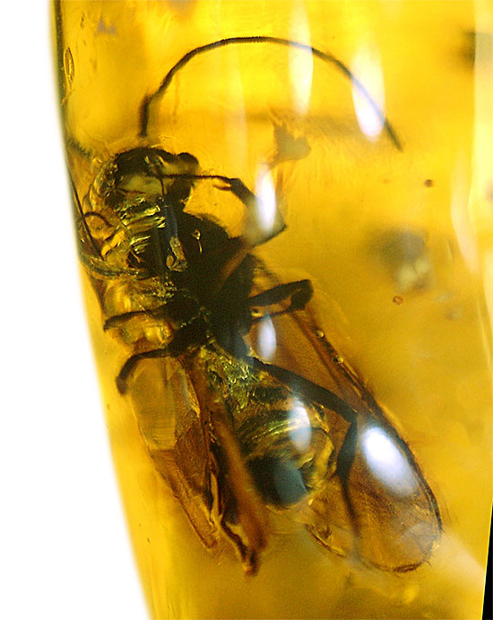 デカい!肉眼でもしっかり見える!羽虫が居座るドミニカ産琥珀(Amber)(その7)