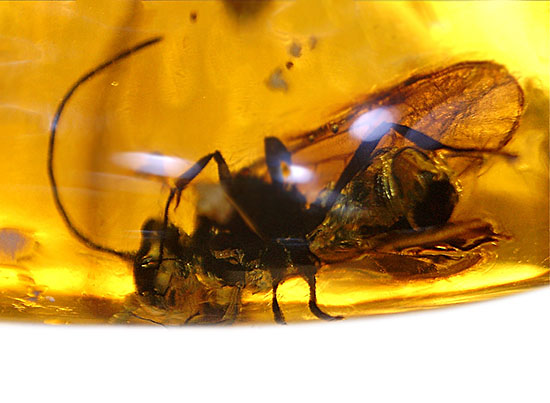 デカい!肉眼でもしっかり見える!羽虫が居座るドミニカ産琥珀(Amber)(その8)