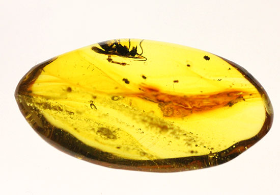 デカい!肉眼でもしっかり見える!羽虫が居座るドミニカ産琥珀(Amber)(その9)