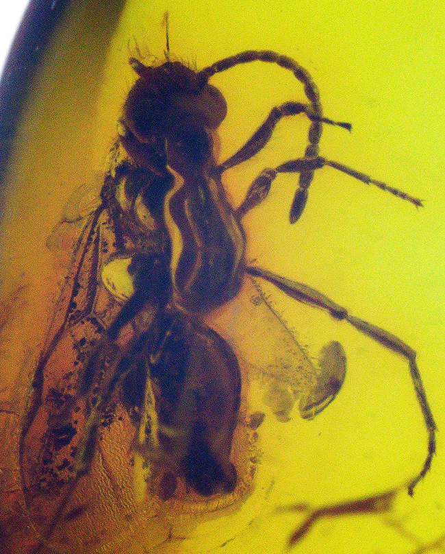 透明度高い!人類が生まれるはるか昔の虫を内包した、バルティックアンバー(Amber)(その1)