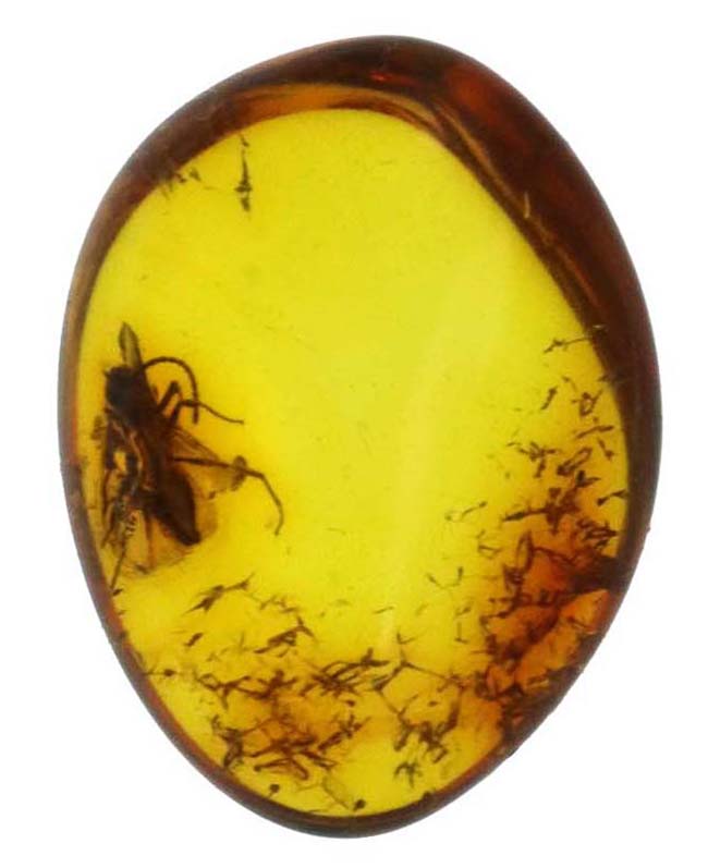 透明度高い!人類が生まれるはるか昔の虫を内包した、バルティックアンバー(Amber)(その2)