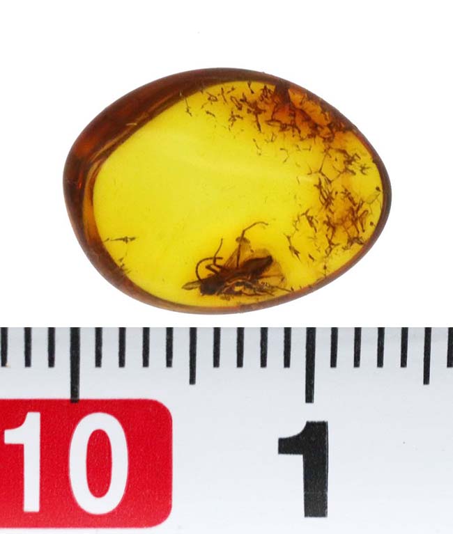 透明度高い!人類が生まれるはるか昔の虫を内包した、バルティックアンバー(Amber)(その7)
