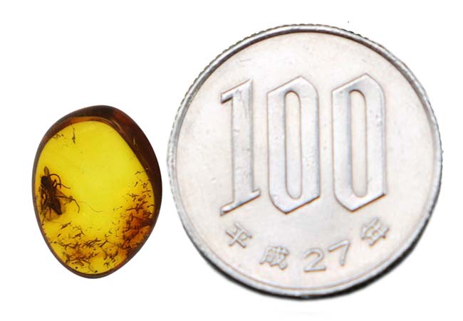 透明度高い!人類が生まれるはるか昔の虫を内包した、バルティックアンバー(Amber)(その8)