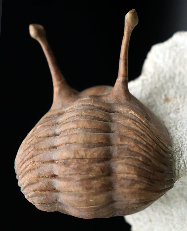 希少!最も人気のあるアサフス!「ロングアイ」の二つ名を持つ、ロシア産三葉虫、アサフス・コワレフスキー(Asaphus kowalewskii)(その1)