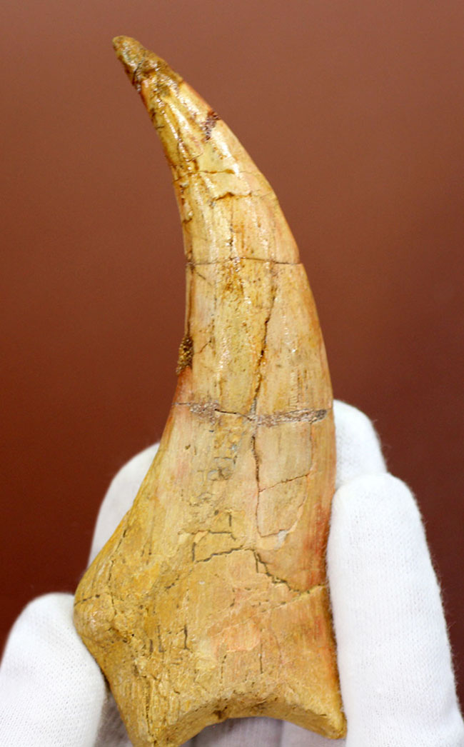 恐竜化石コレクター必見!一生の宝物にしてほしい、あのスピノサウルス(Spinosaurus sp.)の極上のハンドクロウ。保存状態、サイズ、フォルム、いずれも一級。(その1)