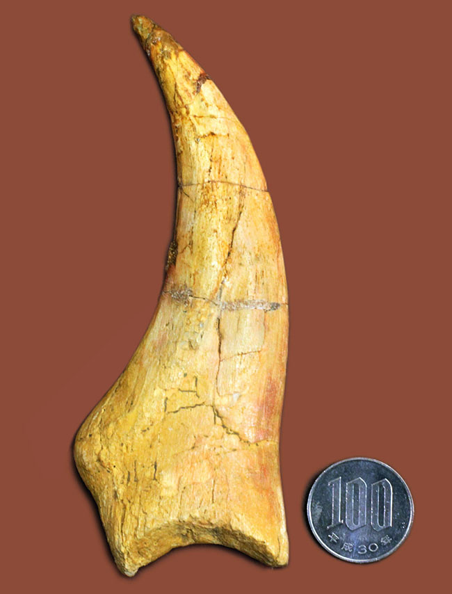 恐竜化石コレクター必見!一生の宝物にしてほしい、あのスピノサウルス(Spinosaurus sp.)の極上のハンドクロウ。保存状態、サイズ、フォルム、いずれも一級。(その10)