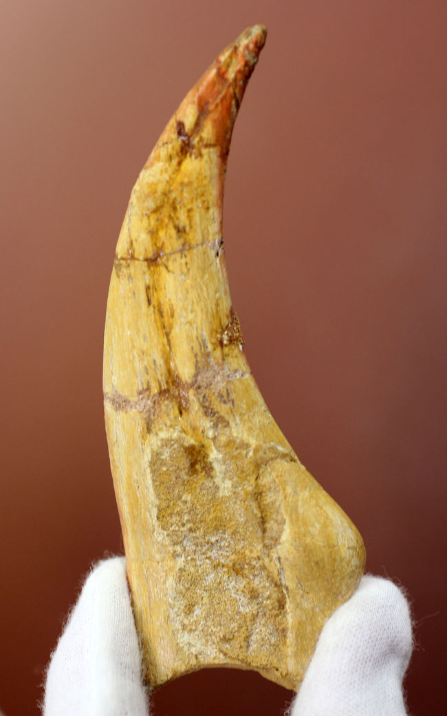 恐竜化石コレクター必見!一生の宝物にしてほしい、あのスピノサウルス(Spinosaurus sp.)の極上のハンドクロウ。保存状態、サイズ、フォルム、いずれも一級。(その2)