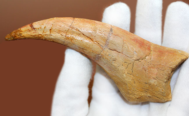 恐竜化石コレクター必見!一生の宝物にしてほしい、あのスピノサウルス(Spinosaurus sp.)の極上のハンドクロウ。保存状態、サイズ、フォルム、いずれも一級。(その3)