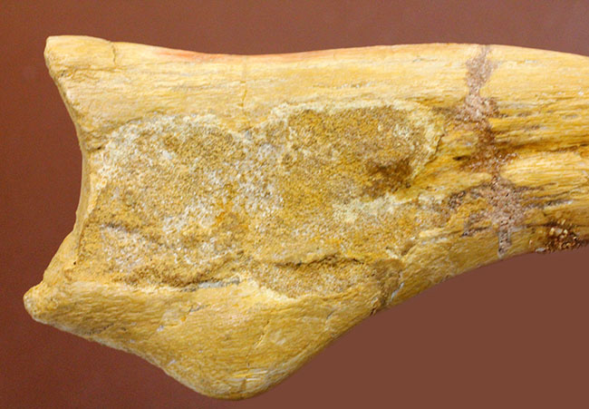 恐竜化石コレクター必見!一生の宝物にしてほしい、あのスピノサウルス(Spinosaurus sp.)の極上のハンドクロウ。保存状態、サイズ、フォルム、いずれも一級。(その4)