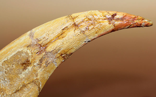 恐竜化石コレクター必見!一生の宝物にしてほしい、あのスピノサウルス(Spinosaurus sp.)の極上のハンドクロウ。保存状態、サイズ、フォルム、いずれも一級。(その5)