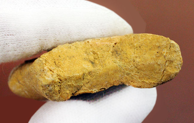恐竜化石コレクター必見！一生の宝物にしてほしい、あのスピノサウルス