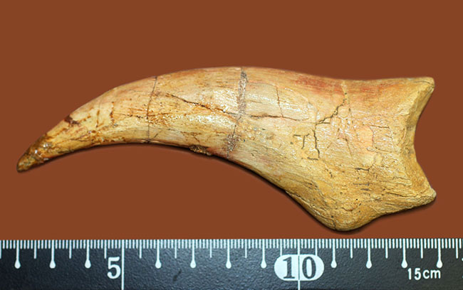 恐竜化石コレクター必見!一生の宝物にしてほしい、あのスピノサウルス(Spinosaurus sp.)の極上のハンドクロウ。保存状態、サイズ、フォルム、いずれも一級。(その7)