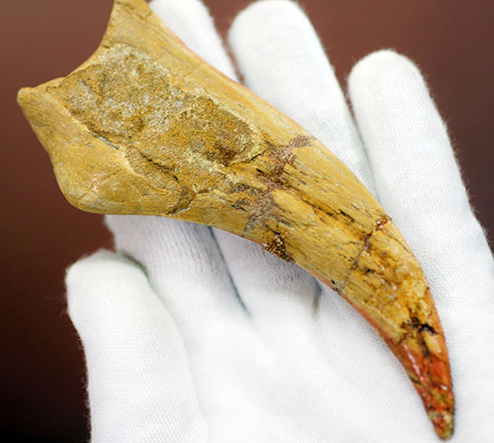 恐竜化石コレクター必見!一生の宝物にしてほしい、あのスピノサウルス(Spinosaurus sp.)の極上のハンドクロウ。保存状態、サイズ、フォルム、いずれも一級。(その8)