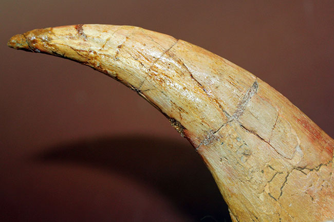恐竜化石コレクター必見!一生の宝物にしてほしい、あのスピノサウルス(Spinosaurus sp.)の極上のハンドクロウ。保存状態、サイズ、フォルム、いずれも一級。(その9)