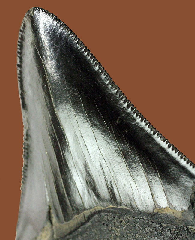 一期一会！比類なき保存状態を示す、”パーフェクト”なメガロドン（Carcharodon megalodon）の歯化石（その1）