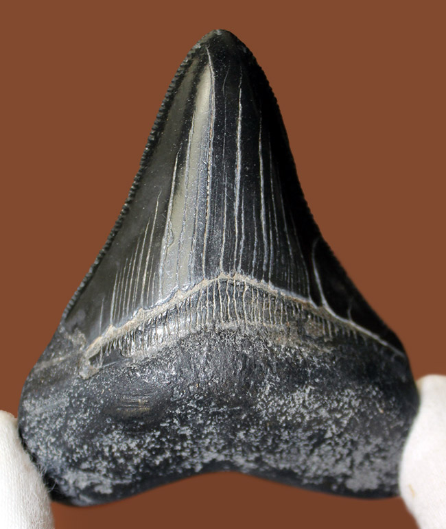 一期一会！比類なき保存状態を示す、”パーフェクト”なメガロドン（Carcharodon megalodon）の歯化石（その3）
