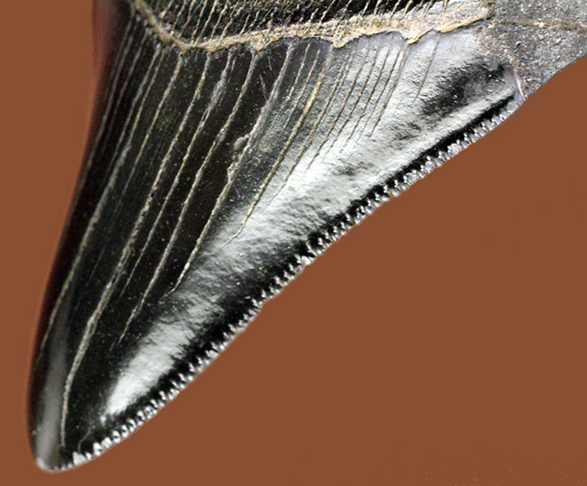 一期一会！比類なき保存状態を示す、”パーフェクト”なメガロドン（Carcharodon megalodon）の歯化石（その6）