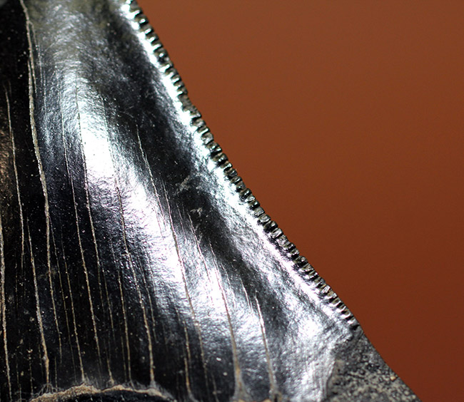 一期一会！比類なき保存状態を示す、”パーフェクト”なメガロドン（Carcharodon megalodon）の歯化石（その7）