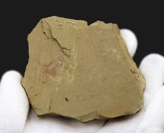 化石 澄江産 アノマロカリスの腕 博物館級 実物 値段交渉可能 カンブリア紀の化石コレクター必見、あのアノマロカリス