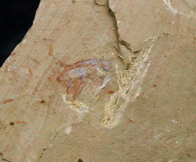 化石 澄江産 アノマロカリスの腕 博物館級 実物 値段交渉可能 カンブリア紀の化石コレクター必見、あのアノマロカリス
