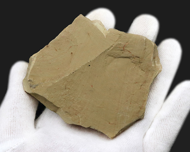 カンブリア紀の化石コレクター必見、あのアノマロカリス（Anomalocaris