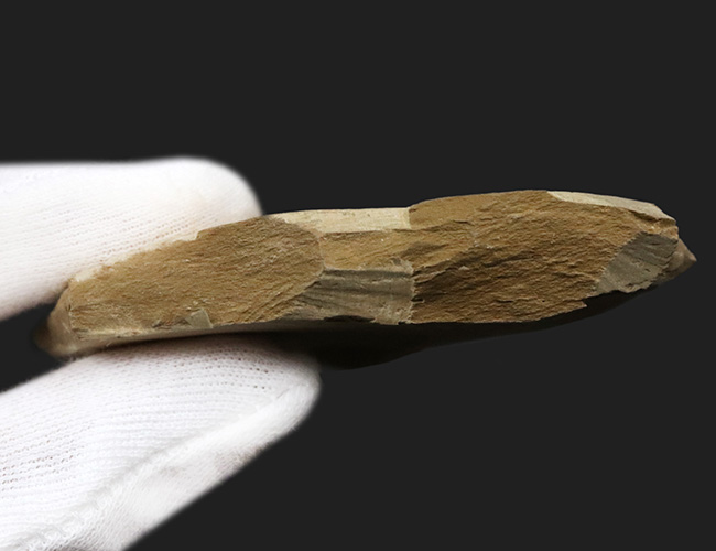 化石 澄江産 アノマロカリスの腕 博物館級 実物 値段交渉可能 カンブリア紀の化石コレクター必見、あのアノマロカリス