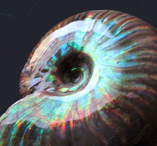 厳選品。あらゆる色が詰まった極上のイリデッセンス(iridescence)を備えたマダガスカル産のクレオニセラス(その12)