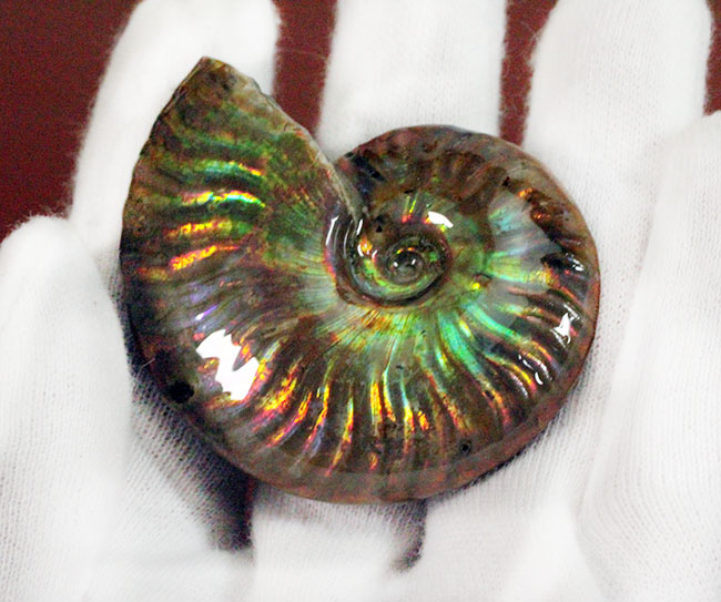 厳選品。あらゆる色が詰まった極上のイリデッセンス(iridescence)を備えたマダガスカル産のクレオニセラス(その4)