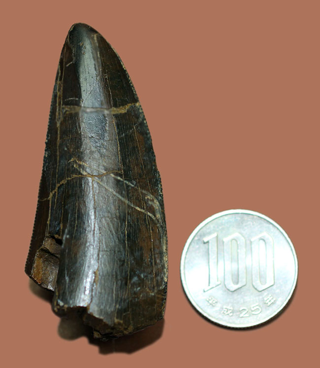 威風堂々たる標本。長さを上回る周長！ずっしりと重く太いティラノサウルス・レックスの歯化石。エナメル質、セレーションにもご注目。（その18）