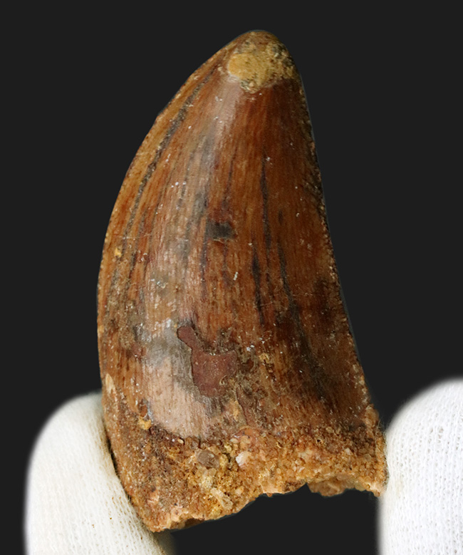 ナイフのごとく切れ味抜群だったであろう、北アフリカの白亜紀の王者、カルカロドントサウルス(Carcharodontosaurus)の歯化石(その2)