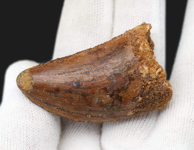 ナイフのごとく切れ味抜群だったであろう、北アフリカの白亜紀の王者、カルカロドントサウルス(Carcharodontosaurus)の歯化石(その3)