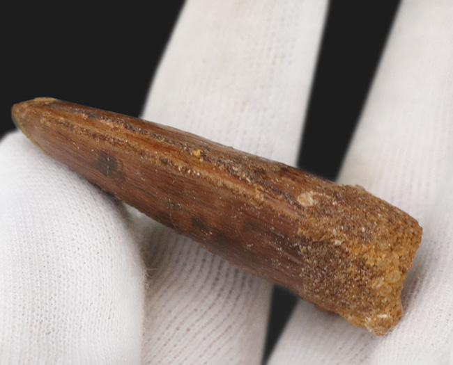 ナイフのごとく切れ味抜群だったであろう、北アフリカの白亜紀の王者、カルカロドントサウルス(Carcharodontosaurus)の歯化石(その4)