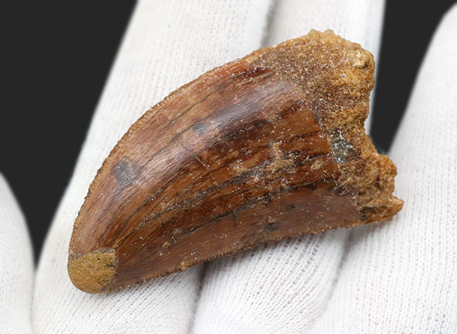 ナイフのごとく切れ味抜群だったであろう、北アフリカの白亜紀の王者、カルカロドントサウルス(Carcharodontosaurus)の歯化石(その5)