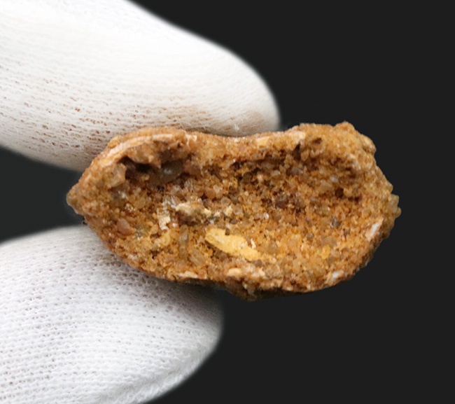 ナイフのごとく切れ味抜群だったであろう、北アフリカの白亜紀の王者、カルカロドントサウルス(Carcharodontosaurus)の歯化石(その7)
