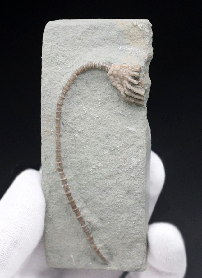 長い茎が保存された上質化石、およそ3億4000万年前、米国インディアナ産のウミユリ、マクロクリヌス(Macrocrinus mundulus)の化石(その1)