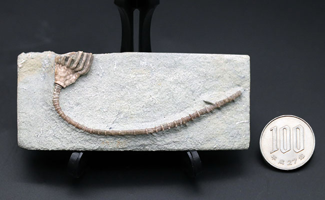 長い茎が保存された上質化石、およそ３億４０００万年前、米国インディアナ産のウミユリ、マクロクリヌス（Macrocrinus mundulus）の化石（その10）