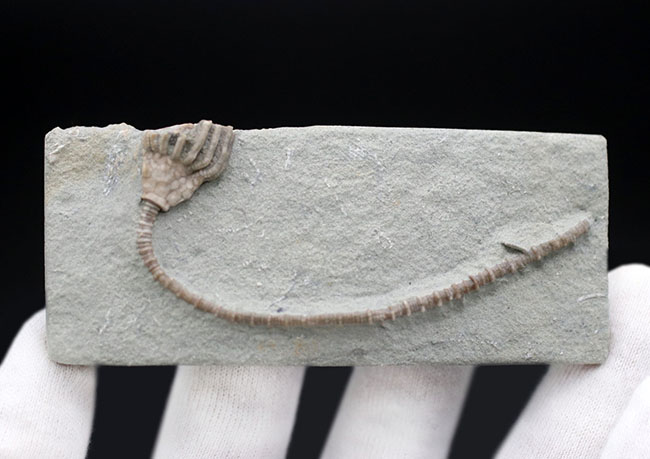 長い茎が保存された上質化石、およそ３億４０００万年前、米国インディアナ産のウミユリ、マクロクリヌス（Macrocrinus mundulus）の化石（その2）